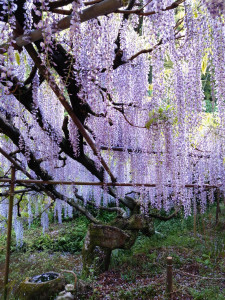 4月27日（木曜日）の写真