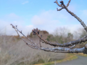 3月8日（金曜日）の写真