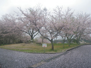 4月9日（火曜日）の写真