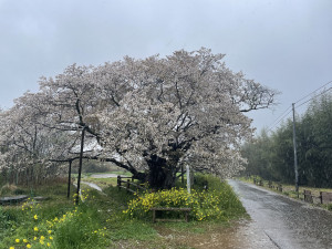 4月9日（火曜日）の写真