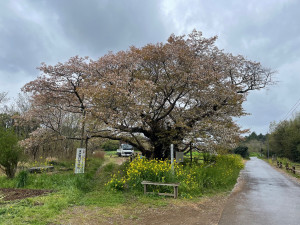 4月12日（金曜日）の写真