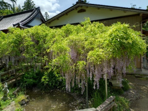 5月3日（土曜日）の写真