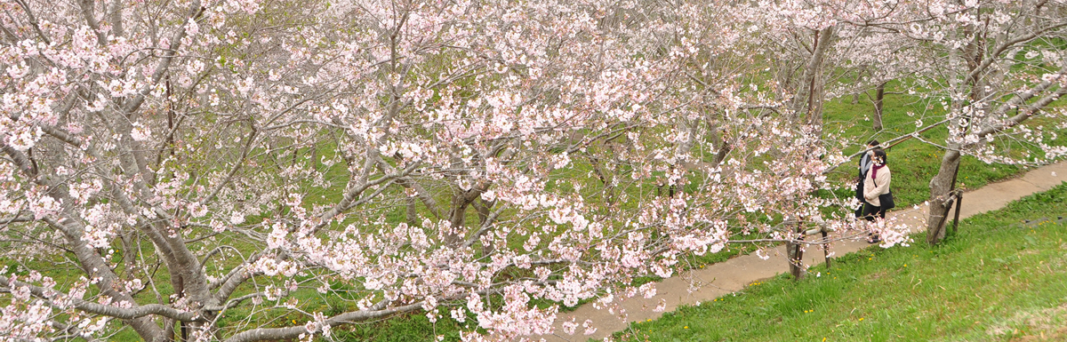 天神山公園の桜